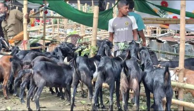 ছোট খাসিও ১৭–২০ হাজার, বড় আকারের খাসির দাম ৩৫ হাজার পর্যন্ত