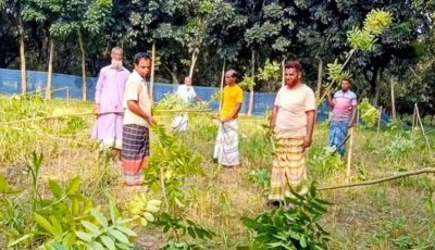 রাতের আঁধারে কবরস্থানের ১৪০ মেহগনি গাছ কর্তন