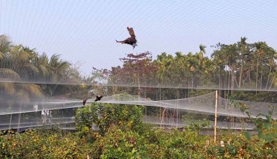 বরই বাগান যেন পাখিদের ‘মৃত্যুর ফাঁদ’