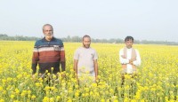 দ্বিগুণ লাভের আশায় সরিষা চাষ বদলগাছীর কৃষকরা