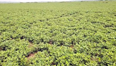 চরাঞ্চলে দিন দিন বাড়ছে বাদাম চাষ, হাসি ফুটছে কৃষকের মুখে