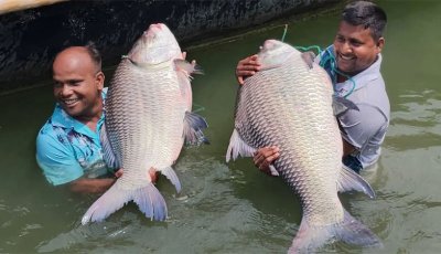 পদ্মায় ধরা পড়লো বিশালাকৃতির দুটি কাতল মাছ