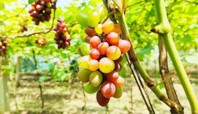 ১৪ শতক জমিতে গড়েছেন শখের আঙুর বাগান মোকছেদুল