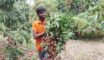 জি আই স্বীকৃতির পর দেশজুড়ে বাড়ছে মাগুরার লিচু
