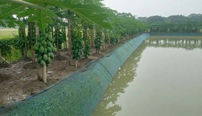 বাণিজ্যিকভাবে পেঁপে চাষে সফল সুমন