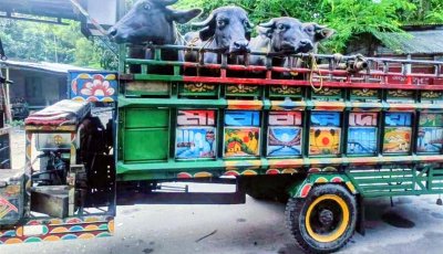 চাঁপাইনবাবগঞ্জ সীমান্তে পৃথক দুটি অভিযানে বিজিবির ৪টি ভারতীয় মহিষ ও দুটি গরু জব্দ