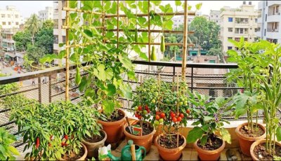 গরমে যেসব সবজি বারান্দার টবেই চাষ করতে পারবেন