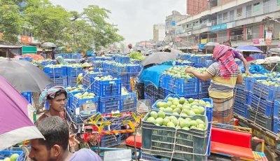 নওগাঁর আম যাচ্ছে যুক্তরাষ্ট্রে