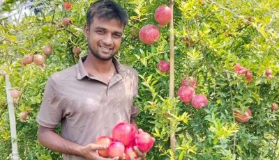 আনার চাষে সফল শিবলী