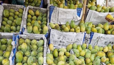 ভরা মৌসুমেও চড়া দামে বিক্রি হচ্ছে আম
