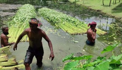 রাজশাহী অঞ্চলে আগাম জাতের পাট চাষে লাভবান  হচ্ছেন কৃষক, বেড়েছে পাটের আবাদ