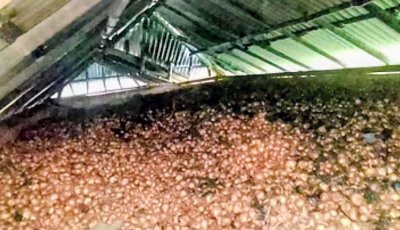 বাড়িজুড়ে পেঁয়াজের পোড়া গন্ধ, অগ্নিকাণ্ডে কৃষকের সব শেষ