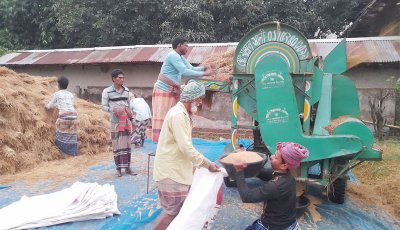 নিয়ামতপুরে ধান কাটতে ভরসা শিবগঞ্জের 'জিনাপাটি'