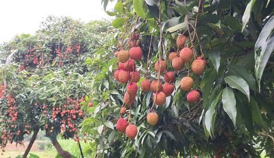 মঙ্গলবাড়িয়ার রসালো লিচু ১২ কোটি টাকা বিক্রির আশা