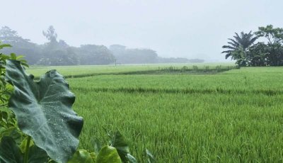 ভোরের শিশিরকণা-কুয়াশা জানান দিচ্ছে শীতের আগমনী বার্তা