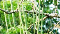 মেহেরপুরে জনপ্রিয়তা পাচ্ছে সজিনা চাষ