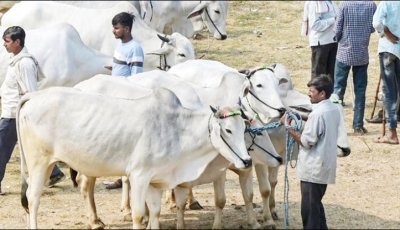 ভারতে গরুকে ‘জাতীয় পশু’ হিসেবে ঘোষণার দাবি