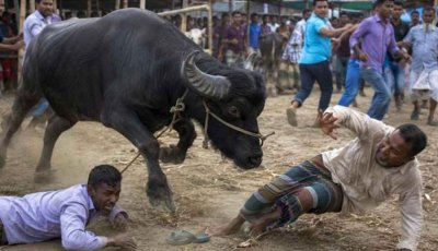 কোরবানির হাটে মহিষের তাণ্ডব, প্রাণ গেল দুজনের
