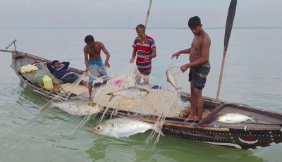 অবৈধ জালে মাছ শিকার আর ফারাক্কা বাঁধের প্রভাবে রাজশাহীর পদ্মায় বিলুপ্তপ্রায় ইলিশ, কমছে দেশীয় মাছ