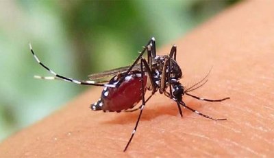 ডেঙ্গু আক্রান্ত হয়ে আরও ৫ জনের মৃত্যু, হাসপাতালে ভর্তি ১৫১২