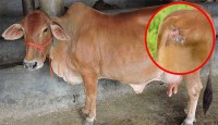 গরুর আঘাতজনিত ক্ষত রোগের চিকিৎসায় করণীয়