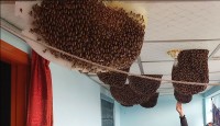 জয়পুরহাটের মানুষের সঙ্গে মৌমাছির বসবাস