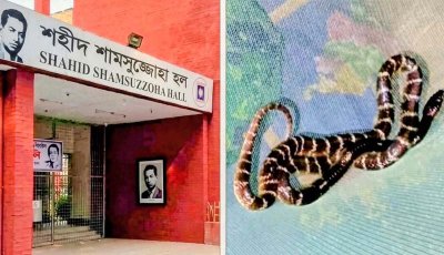 রাবি হলে গভীর রাতে মশারির ওপর বিষধর কালাচ সাপ, আতঙ্কে শিক্ষার্থীরা