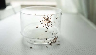 চিনি থেকে পিঁপড়া দূর করার উপায়,জেনে নিন