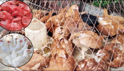 বেড়েছে সোনালী মুর‌গির  দাম ॥ গরুর মাংস ৮৫০, ব্রয়লার ২৩০