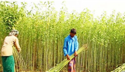 রাজশাহী অঞ্চলে পাটের সুদিন,লক্ষ্যমাত্রা ছাড়িয়েছে আবাদ