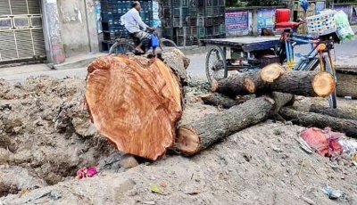 সবুজের আহ্বানের মাঝেই করাতের নিচে লুটিয়ে পড়ছে পুরোনো গাছ