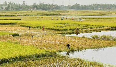 গাজীপুরে হঠাৎ পানি বৃদ্ধিতে ডুবছে বোরো ধান, মজুরি বেড়ে ১২০০