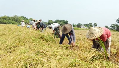 বরেন্দ্র অঞ্চলে বোরো ধান কাটার ধুম বাম্পার ফলন হলেও দাম নিয়ে চিন্তিত কৃষক