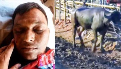 মহিষের শিংয়ের গুঁতোয় যুবকের মৃত্যু