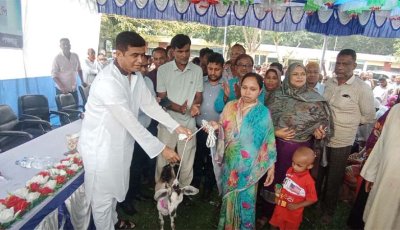 বোদায় অসহায় পরিবারের পাশে মানবিক সহায়তা, খাদ্যশস্য চাল-ছাগল-নগদ অর্থ বিতরণ