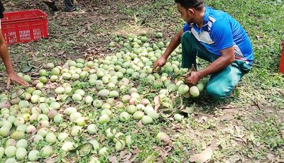 বাগান থেকে গুটি জাতের আম নামানো শুরু