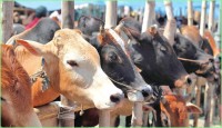 কোরবানির জন্য প্রস্তুত ১ কোটি ৩০ লাখ পশু