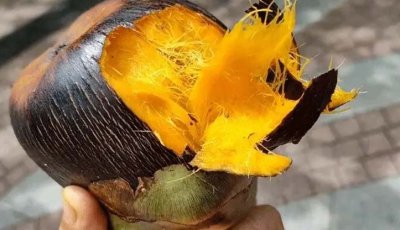 তাল মিষ্টি নাকি তিতা কি ভাবে  বুঝবেন , জেনে নিন