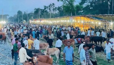 রেল লাইনে কোরবানি পশুর হাট: ট্রেন এলে শুরু হয় দৌড়ঝাঁপ