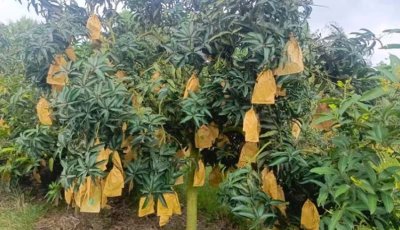 নওগাঁয়  এখনও গাছে ঝুলছে আম