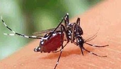ডেঙ্গু আক্রান্ত হয়ে আরও ৭ জনের মৃত্যু , হাসপাতালে ভর্তি  ১৮৭২