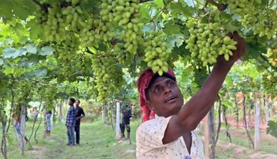 ইউটিউব দেখে আঙুর চাষে যুবকের বাজিমাত