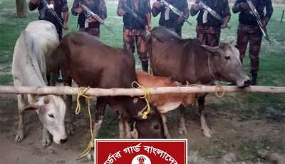 চাঁপাইনবাবগঞ্জ সীমান্তে ৪ ভারতীয় গরু জব্দ