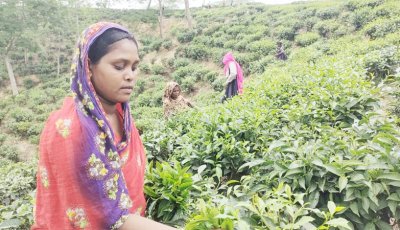 চা শ্রমিকের জীবনটাও২৬ ইঞ্চির চা গাছের মতোই