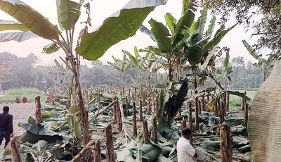 বদলগাছীতে শত্রুতার জেরে ২৮০টি ফলন্ত কলাগাছ কেটে সাবাড়
