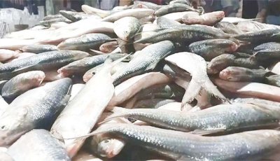 আগামী  ​৮ অক্টোবর থেকে ২২ দিন ইলিশ আহরণ নিষিদ্ধ