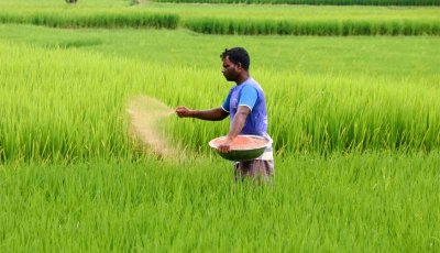 সার সংকট কাটিয়ে জমিতে কৃষকের ব্যস্ততা॥ রোপা আমনে ভালো ফলনের আশা বরেন্দ্র অঞ্চলে
