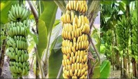 রোপণের ৬ মাসের মধ্যেই কলার ফলন আসবে
