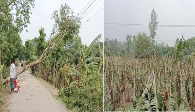 বদলগাছীতে কালবৈশাখী ঝড়ে লণ্ডভণ্ড: ঘরবাড়ি ও ফসলের ব্যাপক ক্ষতি
