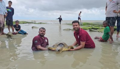 কুয়াকাটা সৈকতে ভেসে এলো বিরল ‘অলিভ রিডলি’ কচ্ছপ